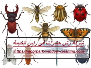 شركة رش حشرات في راس الخيمة